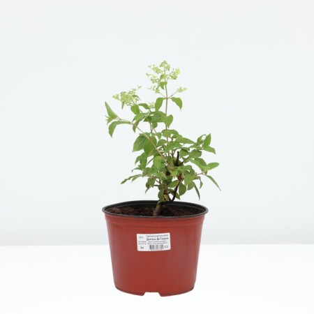 Hydrangea blizzard de Gorron dentel, C3 pot, H10-50 height, 1 pc, summer 2024-2