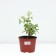 Hydrangea blizzard de Gorron dentel, C3 pot, H10-50 height, 1 pc, summer 2024