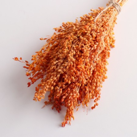 Set of dried flowers "millet", banch length 45 (+/- 6 cm), orange-2