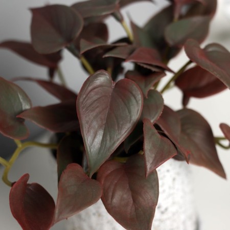 Bonsai in the pot "Filodendron ultra premium" (soft sheet) 15x7 cm, mix-1
