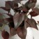 Bonsai in the pot "Filodendron ultra premium" (soft sheet) 15x7 cm, mix