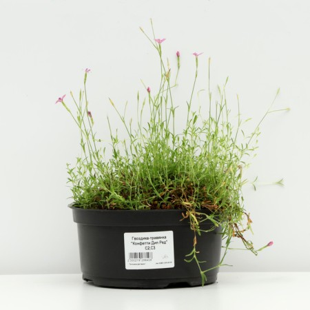 Carnation-grass "Confetti DIP Red", pot C3, 1 pc, spring 2024-2