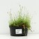 Carnation-grass "Confetti DIP Red", pot C3, 1 pc, spring 2024