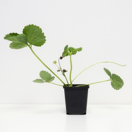 Strawberry garden honey, p9 pot, 1 pc, summer 2024-1