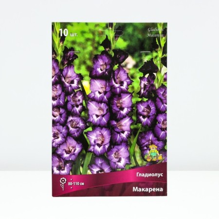 Gladiolus large-flowered "Macarena", 10/12, 10 pcs, spring 2024