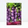 Gladiolus large-flowered "Macarena", 10/12, 10 pcs, spring 2024