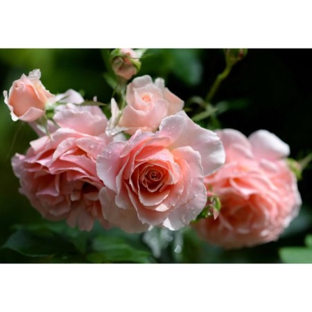 Seedling Rosa Floribunda "Poetry", Tuba, 1 pc, spring 2025