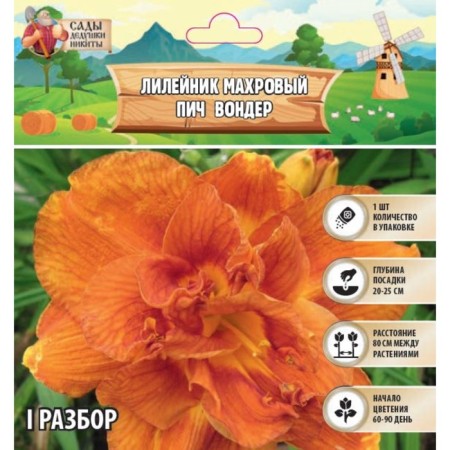 Lilenik "Double Peach Wonder", rr I, 1 pc, spring 2024