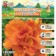 Lilenik "Double Peach Wonder", rr I, 1 pc, spring 2024