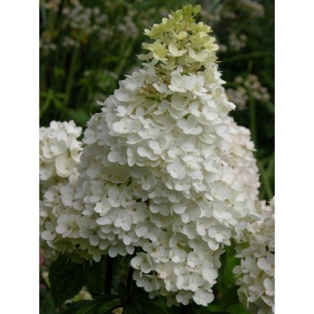 Hydrangea blizzard half a half, C3 pot, H10-50 height, 1 pc, summer 2024