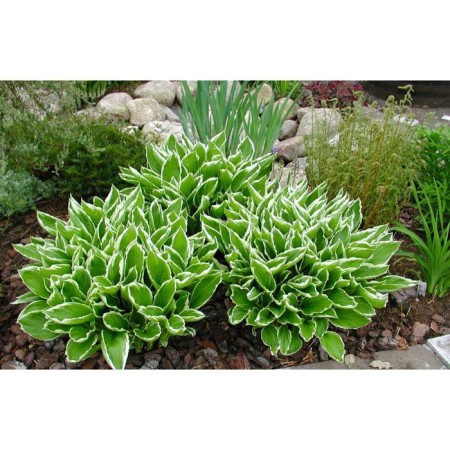 Host Wavy albumarginate, C2 pot, H10-50 height, 1 pc, summer 2024