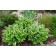 Host Wavy albumarginate, C2 pot, H10-50 height, 1 pc, summer 2024