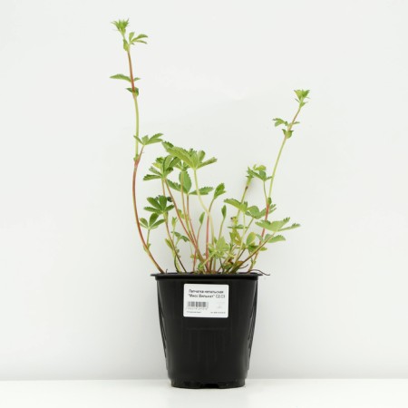 Neckali bastard "Miss Vilmat", pot C3, 1 pc, spring 2024-2
