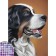 Diamond mosaic with partial filling on the canvas "Dog", 15 x 21 cm