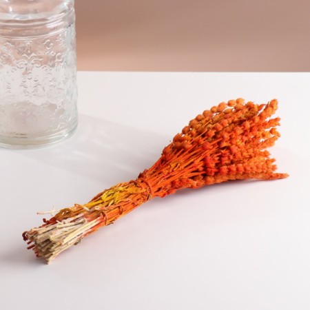 Set of dried flowers "Zheleznitsa", banch length 35 (+/- 6 cm), orange-3