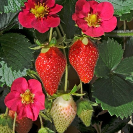Garden Strawberries "Toscana F1 Deep Rose", P9 P9, Summer 2024