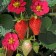 Garden Strawberries "Toscana F1 Deep Rose", P9 P9, Summer 2024