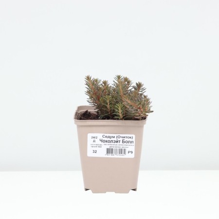 Sedum (Clean) Chokolait Ball, P9 P9, 1 pc, Summer 2024-2