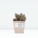 Sedum (Clean) Chokolait Ball, P9 P9, 1 pc, Summer 2024