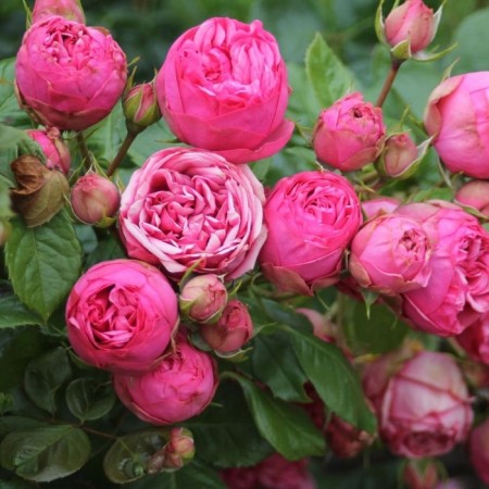 Seedling rose piano, tea-hybrid tea, pot 2 l., Summer 2024