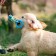 Chewing toy with a rope "piece of the sun", 8 cm, blue