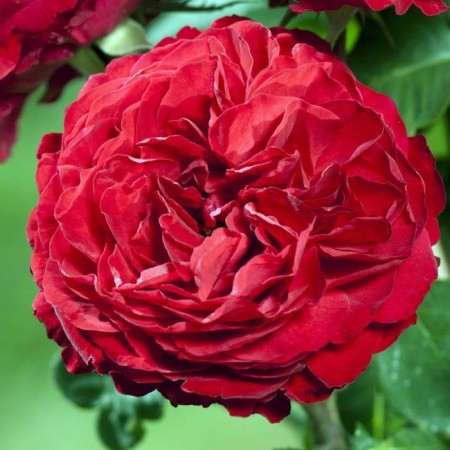 Seedling rose Jubilee Laperier 150 years old, tea-hybrid, pot 2 l., Summer 2024