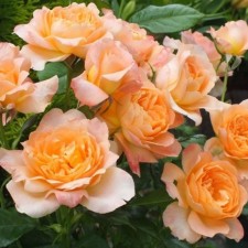 Sahenian Rose Art. Richard of Chicher, Shrab-Rosa, pot 2 l., Summer 2024