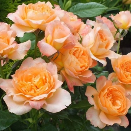 Sahenian Rose Art. Richard of Chicher, Shrab-Rosa, pot 2 l., Summer 2024