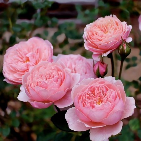 Seedling rose "Ze Alnvik Rose", tube, spring 2025