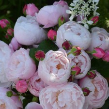 Seedling rose 