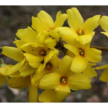 Sahenian Forsythia Intermediate "Goldrausch", P9 pot, summer 2024