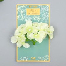 Flowers for decorating 