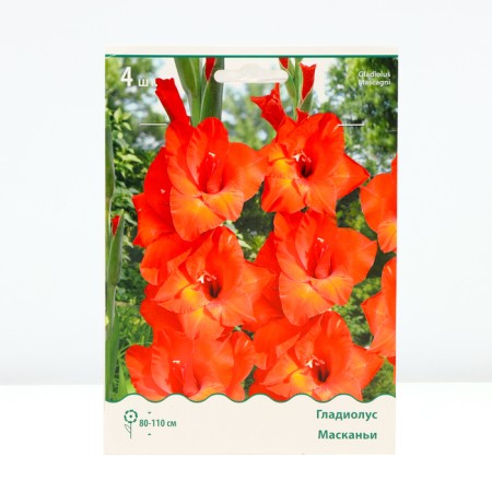 Gladiolus large-flowered "Maskanya", district 10/12, 3 pcs