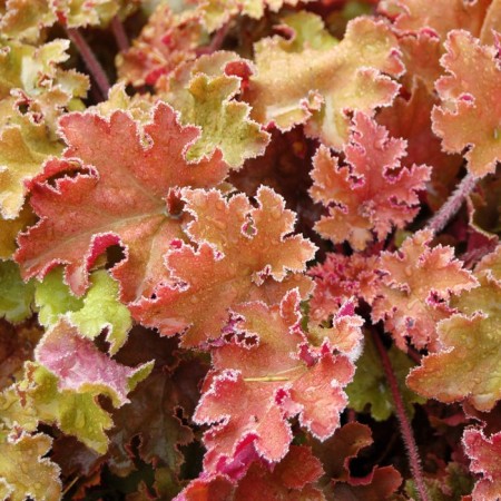 Heichera hybrid marmalade, C2 pot, H10-50 height, 1 pc, summer 2024