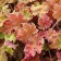 Heichera hybrid marmalade, C2 pot, H10-50 height, 1 pc, summer 2024