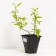 Deren White Gouceauulti, C2 pot, H10-50 height, 1 pc, summer 2024