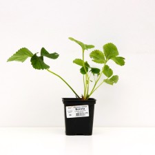 Strawberry Garden Bogota, P9 pot, 1 pc, summer 2024