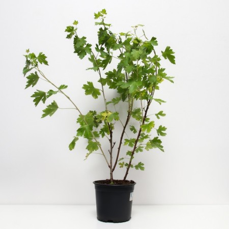 Golden currants, s2 pot, H40-60 Height, 1 pc, summer 2024-1