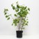 Golden currants, s2 pot, H40-60 Height, 1 pc, summer 2024