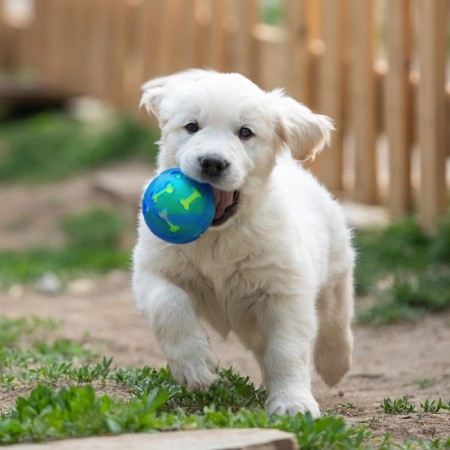 Dog ball "Double pleasure", tpr+felt ball, 7.6 cm-4