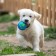 Dog ball "Double pleasure", tpr+felt ball, 7.6 cm