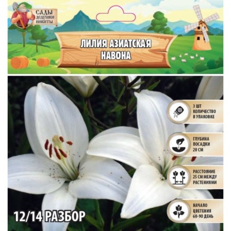 Lilia Asian "Navona", district 12/14, 3 pcs, spring 2024