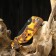 Folding "Tiger" knife 19.5cm, blade 85mm/1.2mm, mix