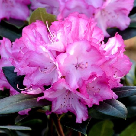 Rhododendron Yakushiman "Blutta", Tuba, 1 pc, spring 2025