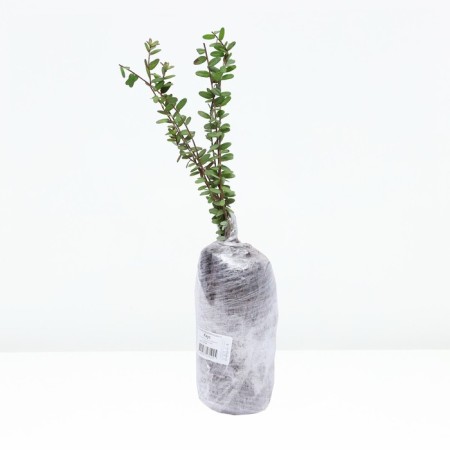 Cranberry large -fruited "House", tube, 1 pc, spring 2025-2