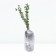 Cranberry large -fruited "House", tube, 1 pc, spring 2025