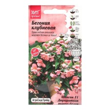 Belonia flowers 