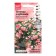 Belonia flowers "chanson two -color", 5 pcs