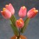Souvenir "Tulips in a vase", 5 flowers, small, pink, selenite