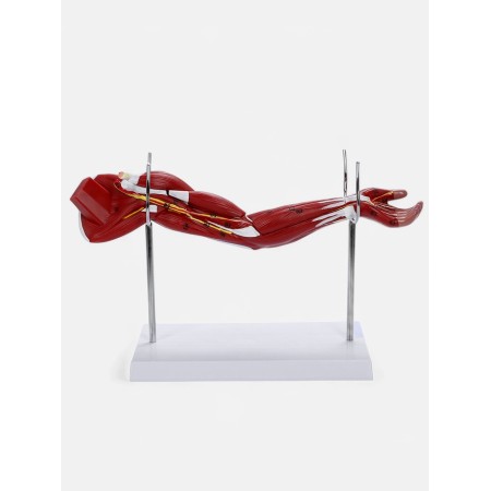 Matcage "Hand, Muscle Building" 38cm